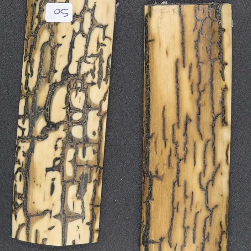 Écaille de mammouth — vue 2 sur 5
