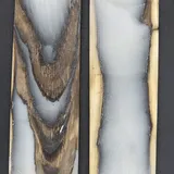 Écaille de mammouth miniature 2