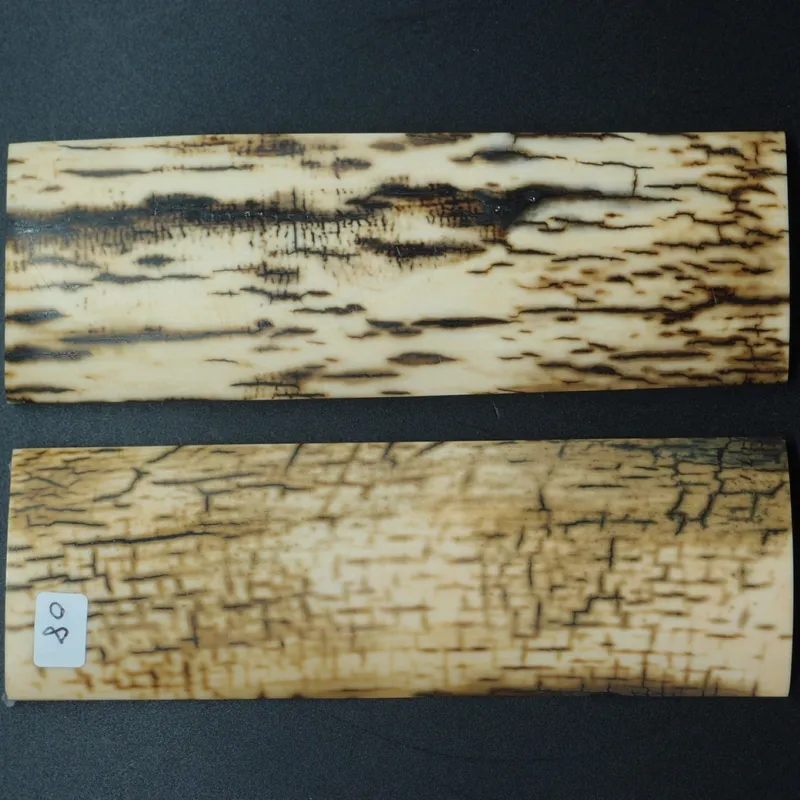 Écaille de mammouth — vue 2 sur 5