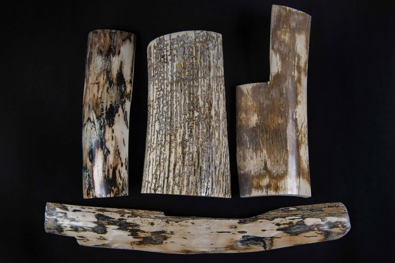 fond-ecaille-de-mammouth-Stone-and-Bone-2