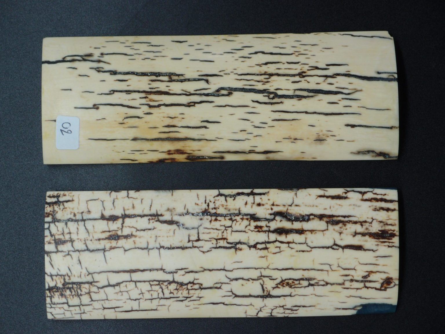 Écaille de mammouth