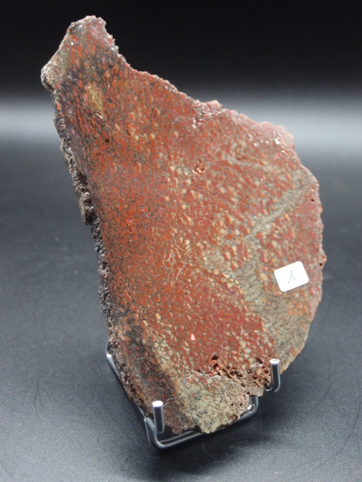 Os de dinosaure rouge