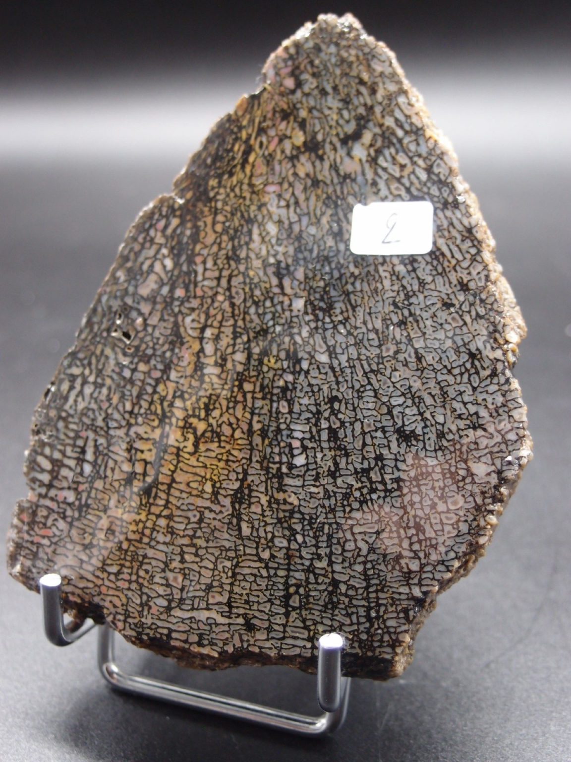 Os de dinosaure gris