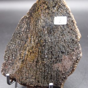 Os de dinosaure gris