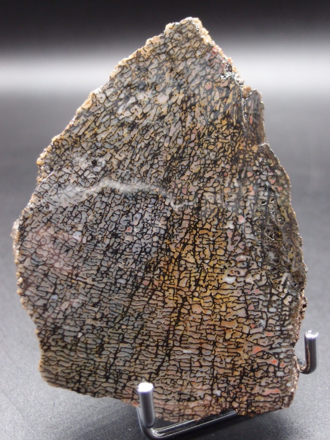 Os de dinosaure gris