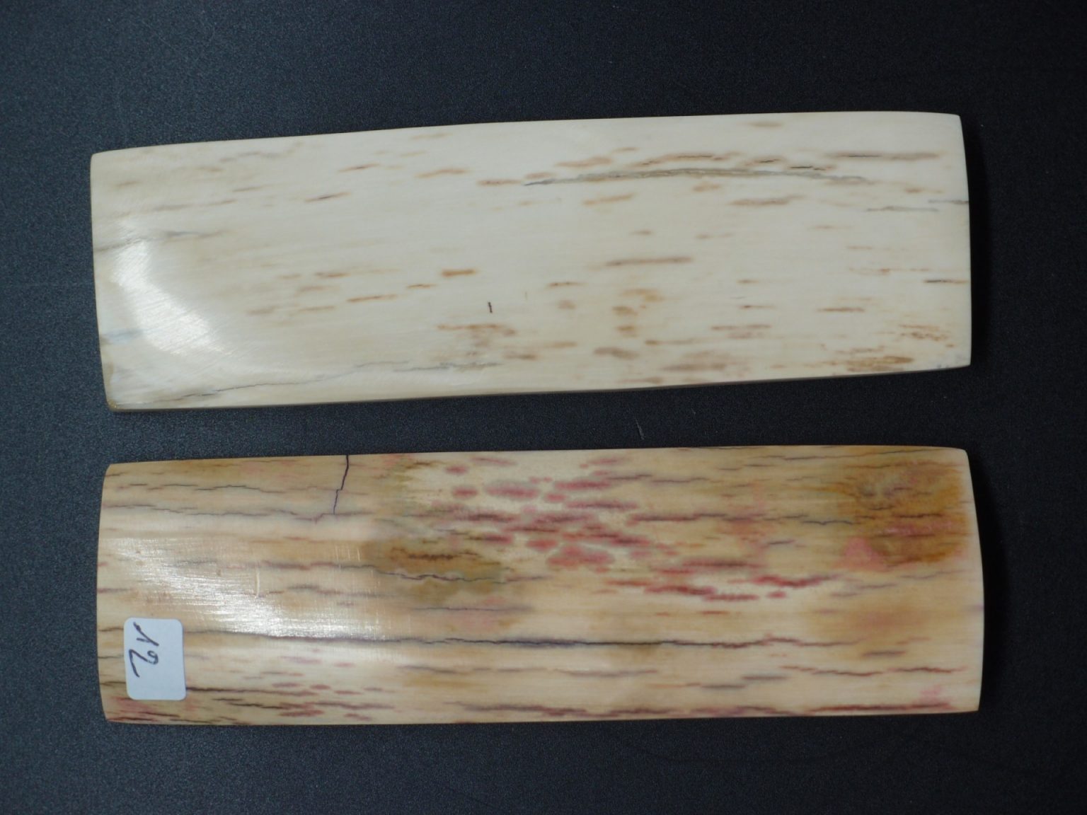 Écaille de mammouth