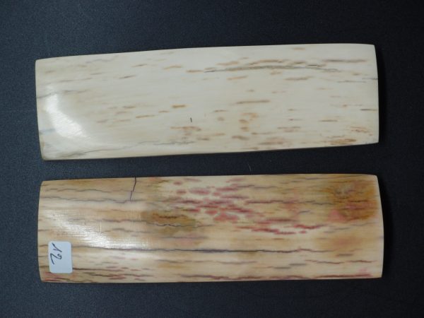 Écaille de mammouth – Image 2