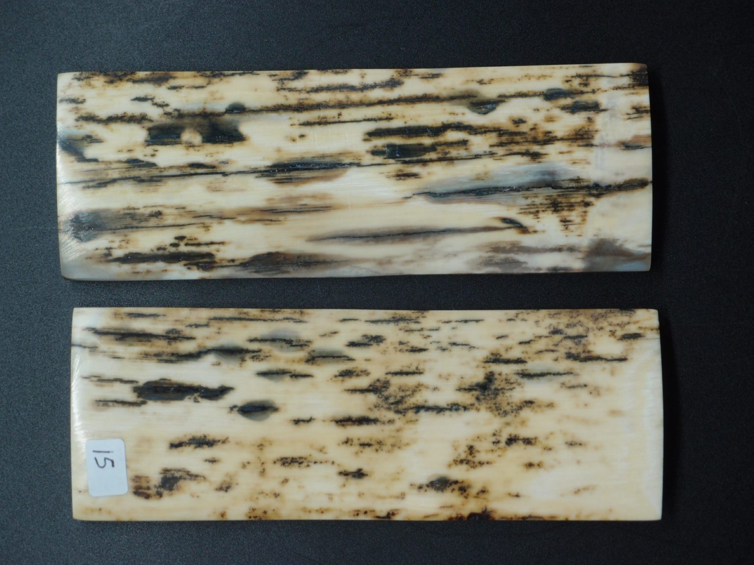 Écaille de mammouth