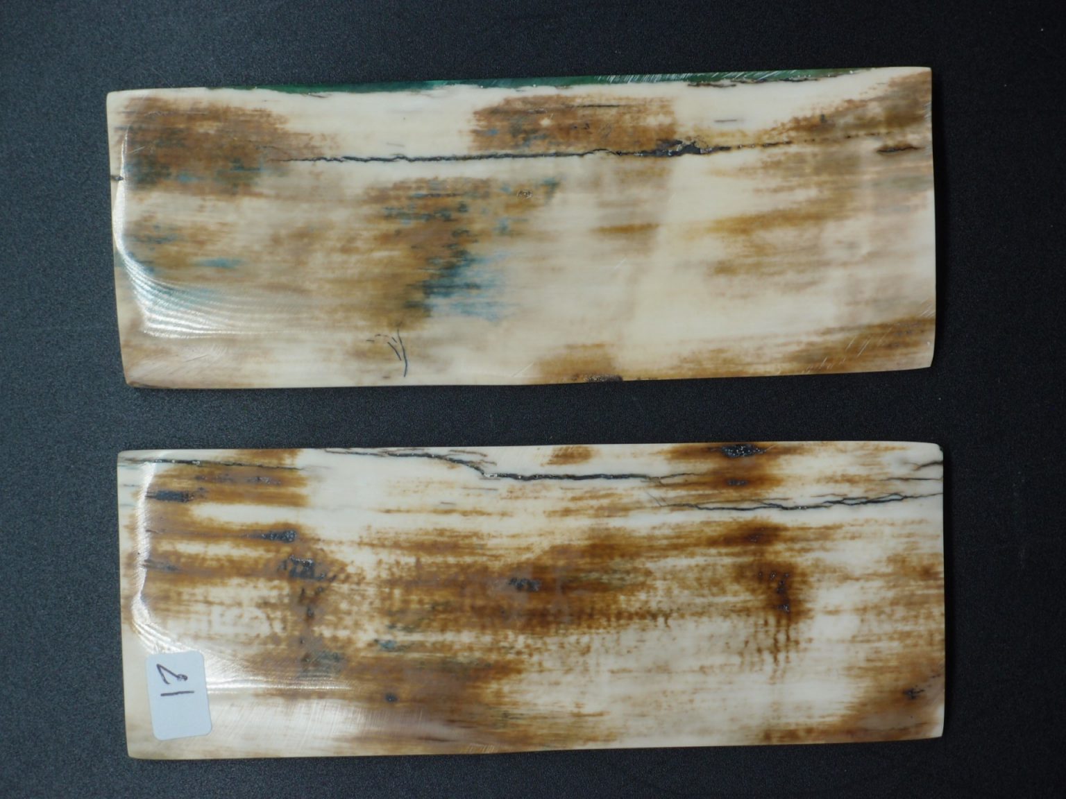 Écaille de mammouth