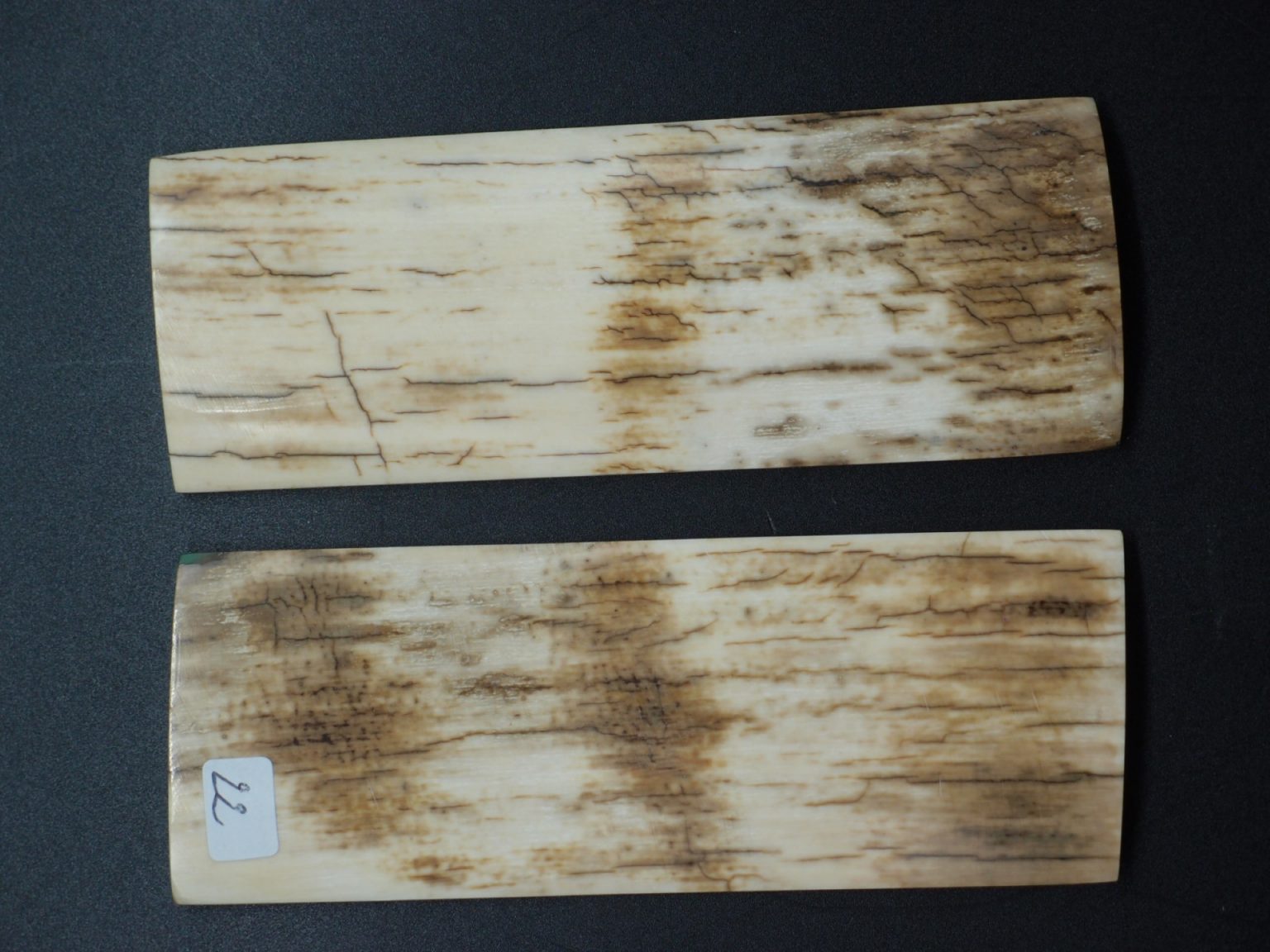 Écaille de mammouth