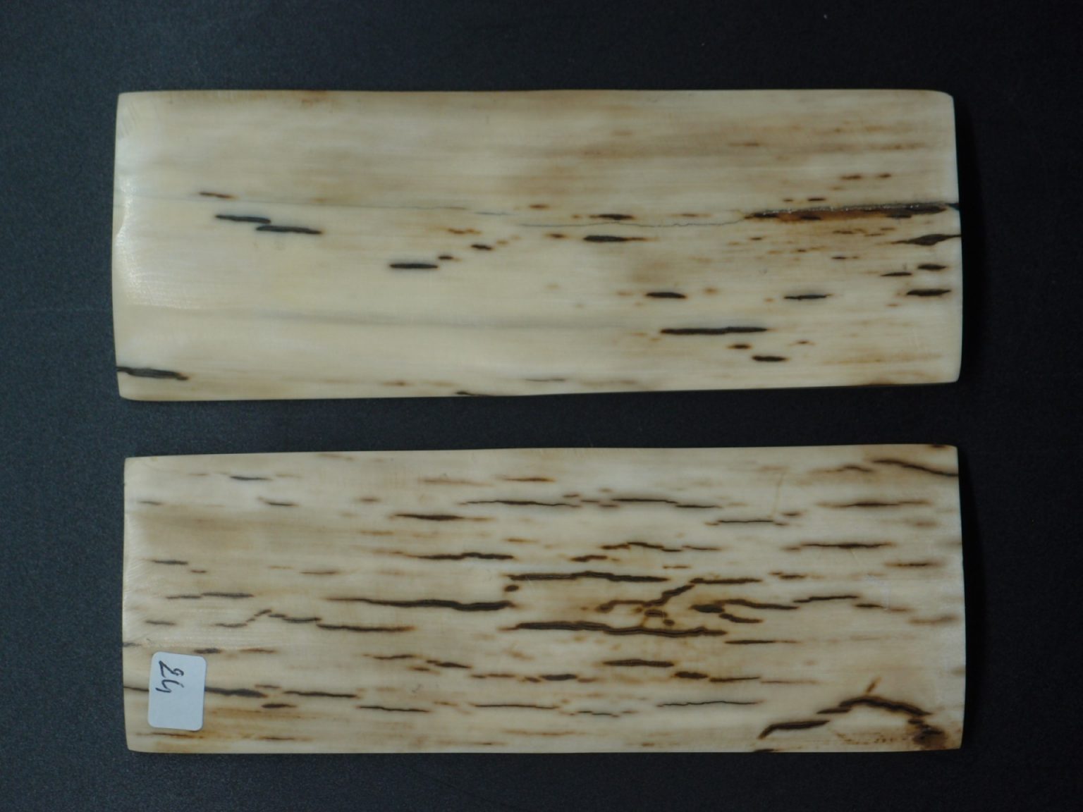 Écaille de mammouth