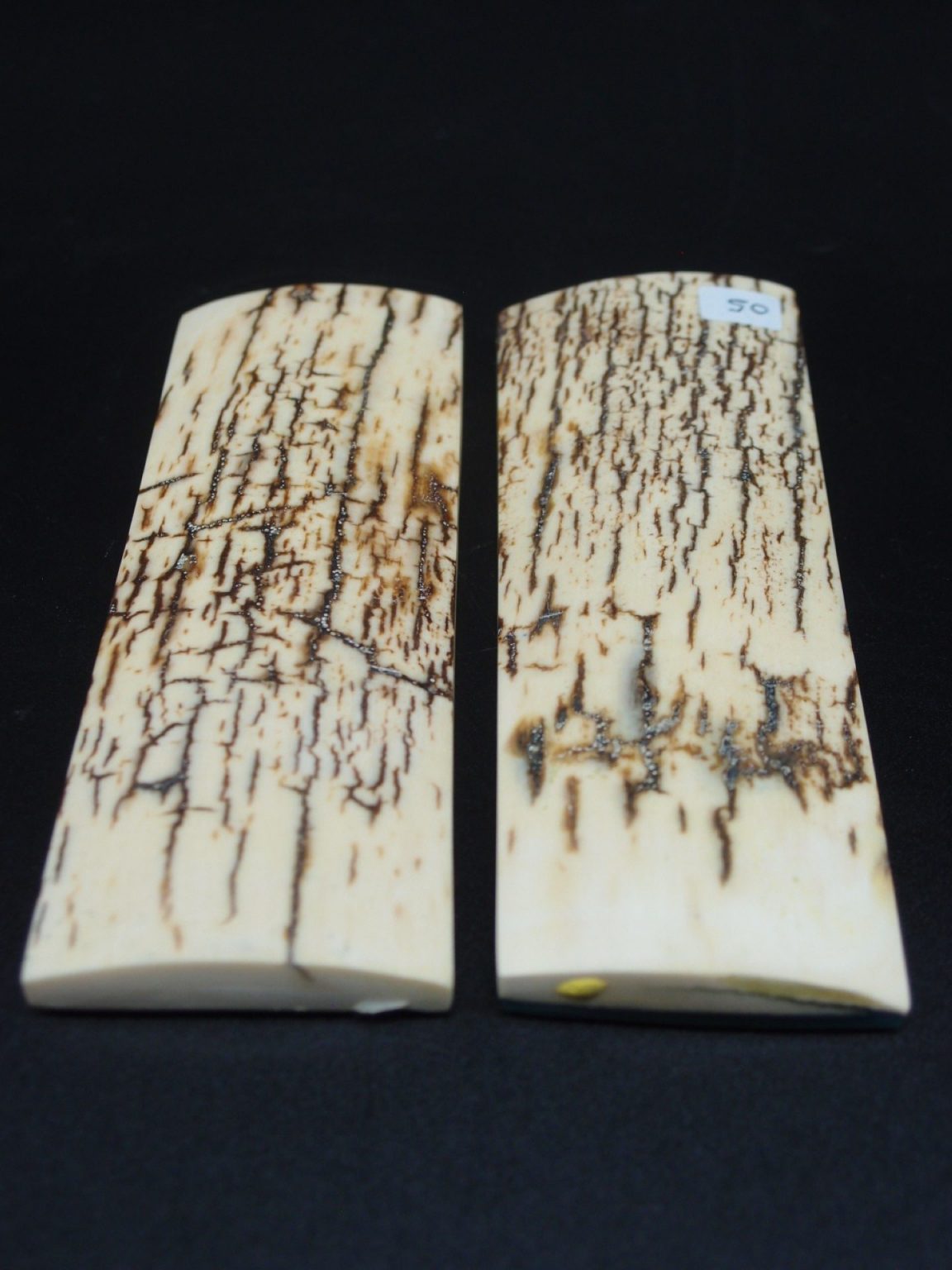 Écaille de mammouth