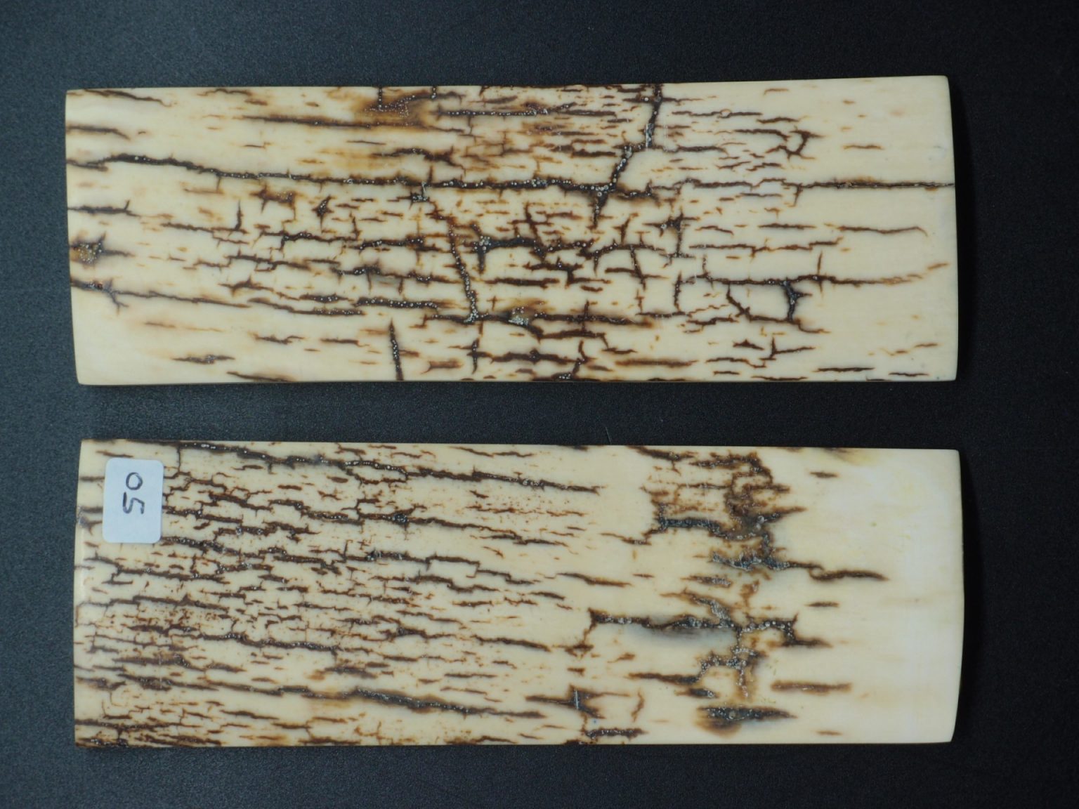 Écaille de mammouth