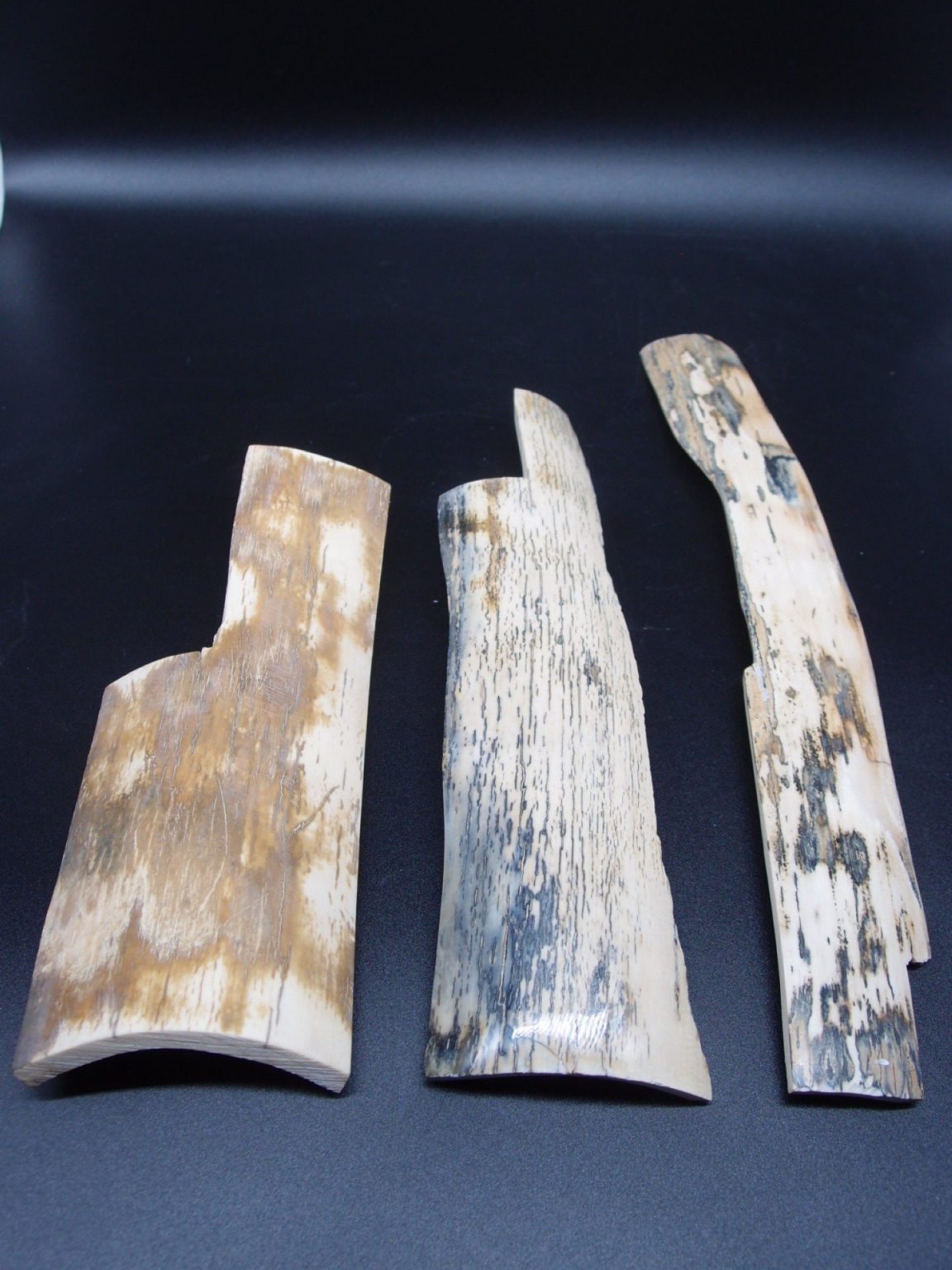 Lot d’écorces de mammouth