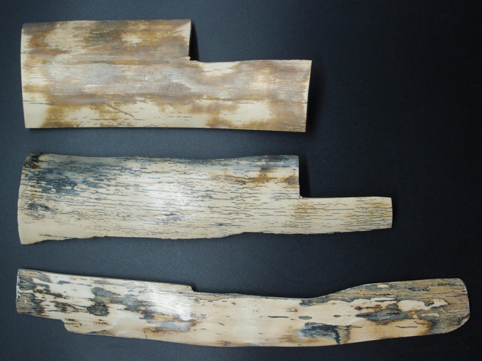 Lot d’écorces de mammouth