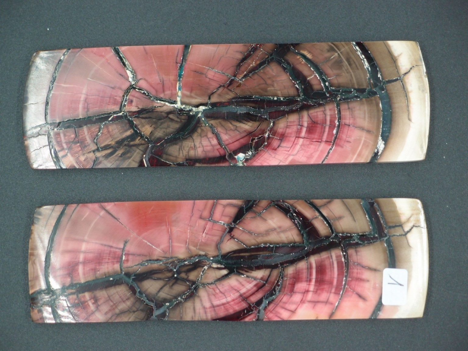 Tranche d’ivoire de mammouth stabilisés