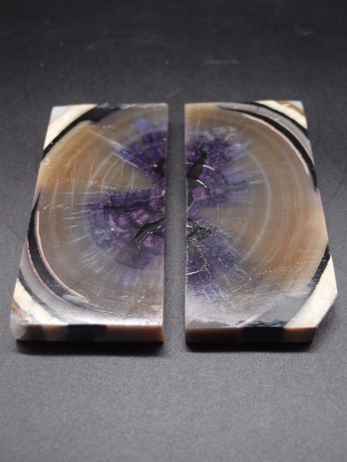 Tranche d’ivoire de mammouth stabilisés