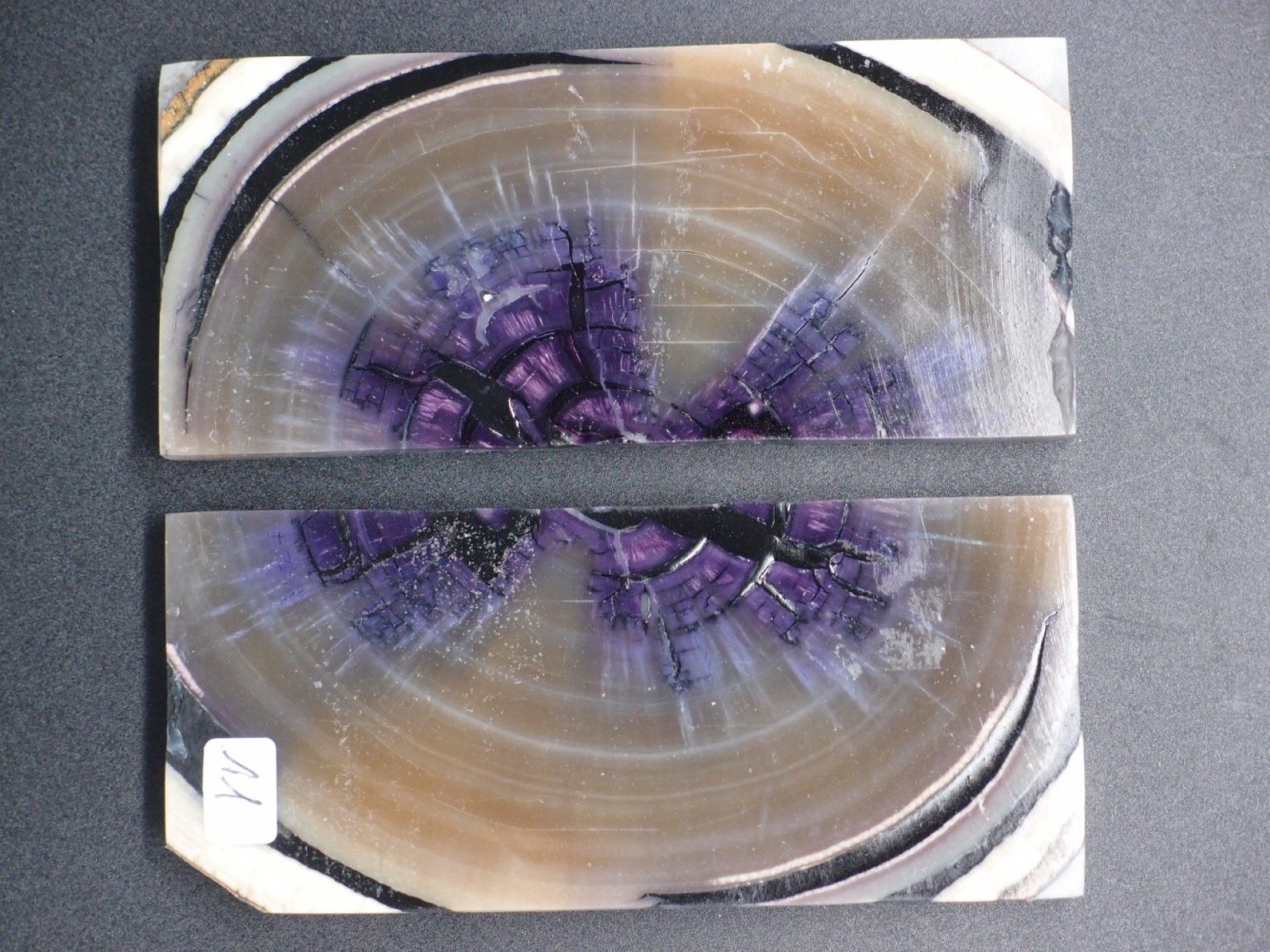 Tranche d’ivoire de mammouth stabilisés