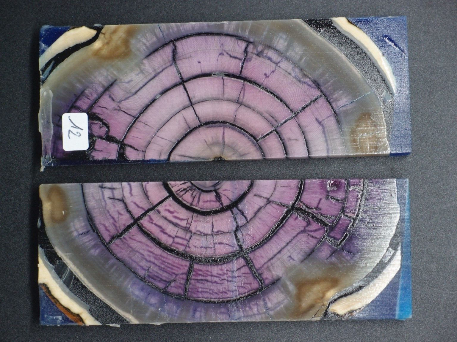 Tranche d’ivoire de mammouth stabilisés