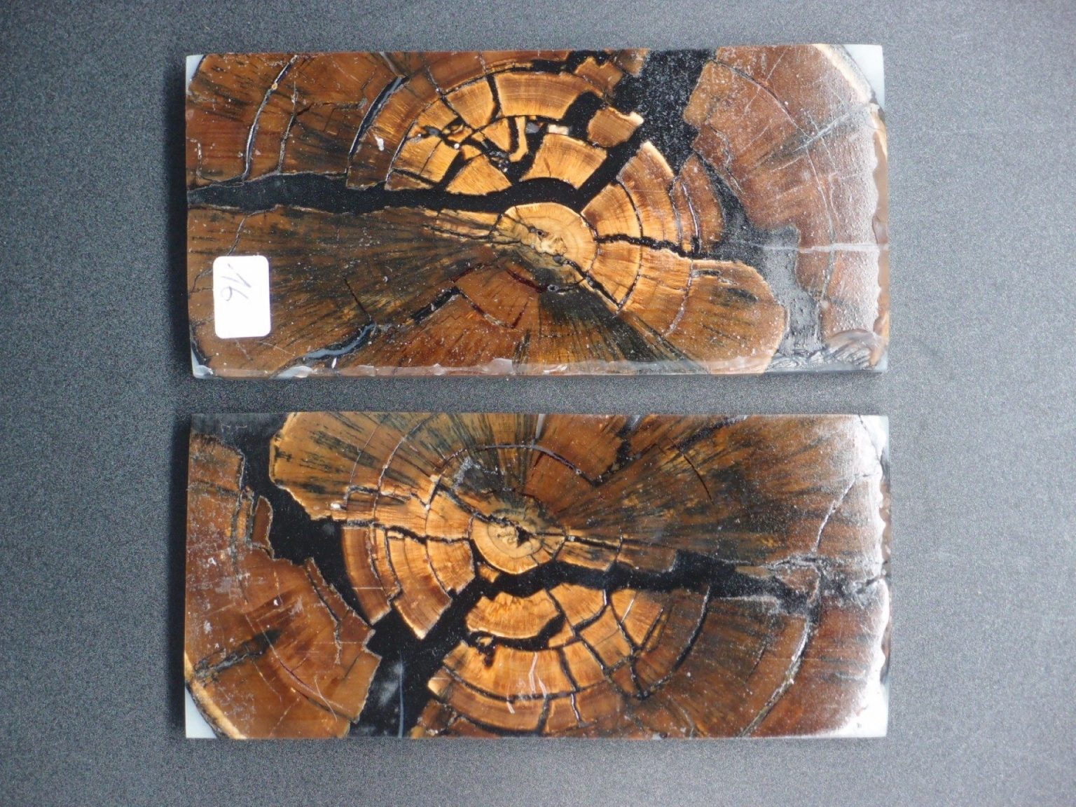 Tranche d’ivoire de mammouth stabilisés