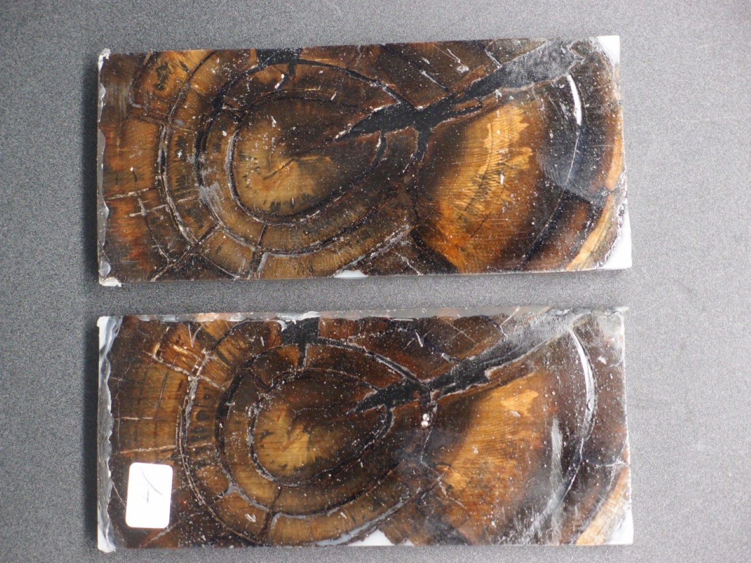 Tranche d’ivoire de mammouth stabilisés