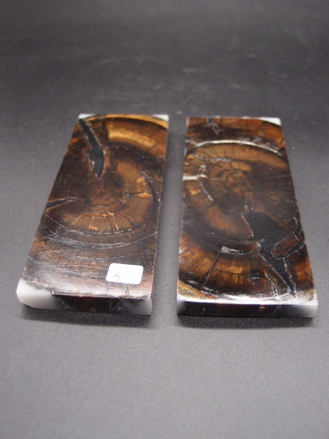 Tranche d’ivoire de mammouth stabilisés