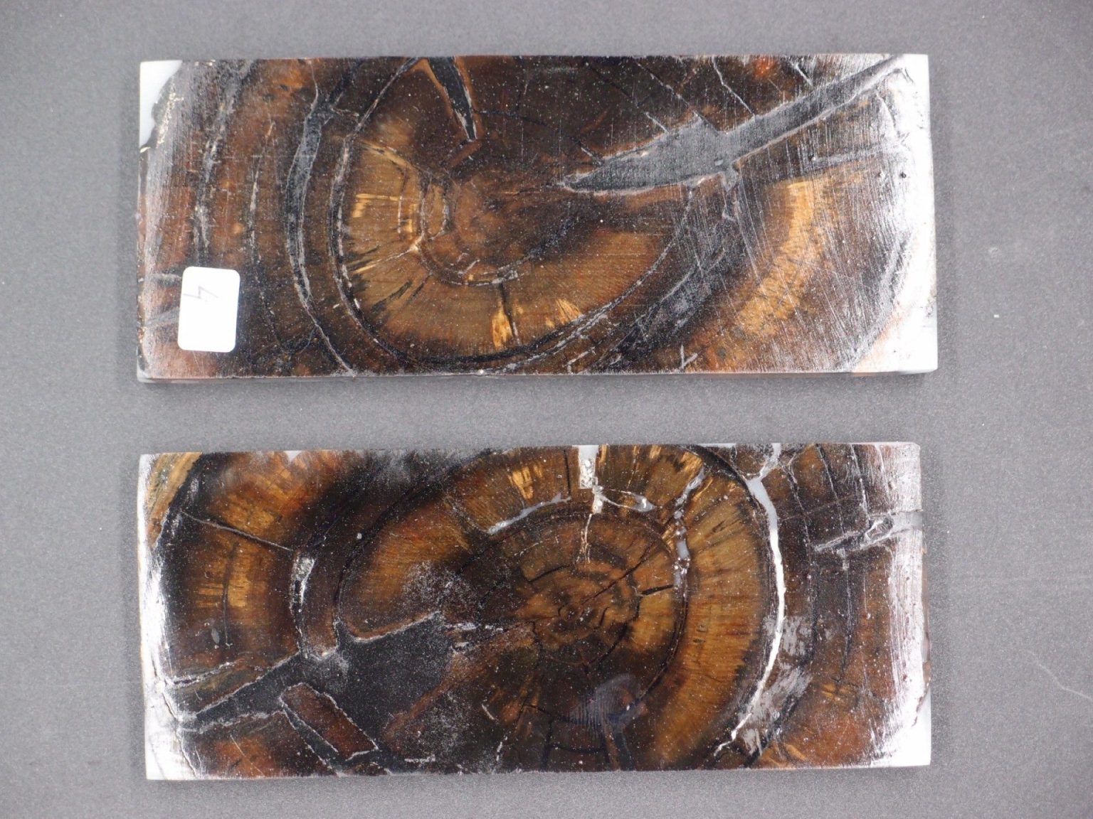 Tranche d’ivoire de mammouth stabilisés