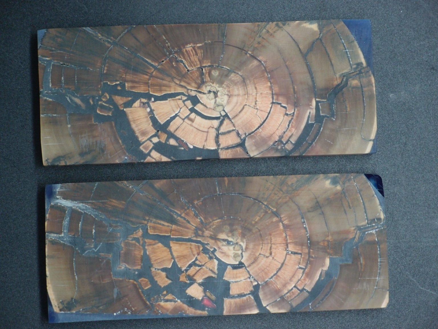 Tranche d’ivoire de mammouth stabilisés