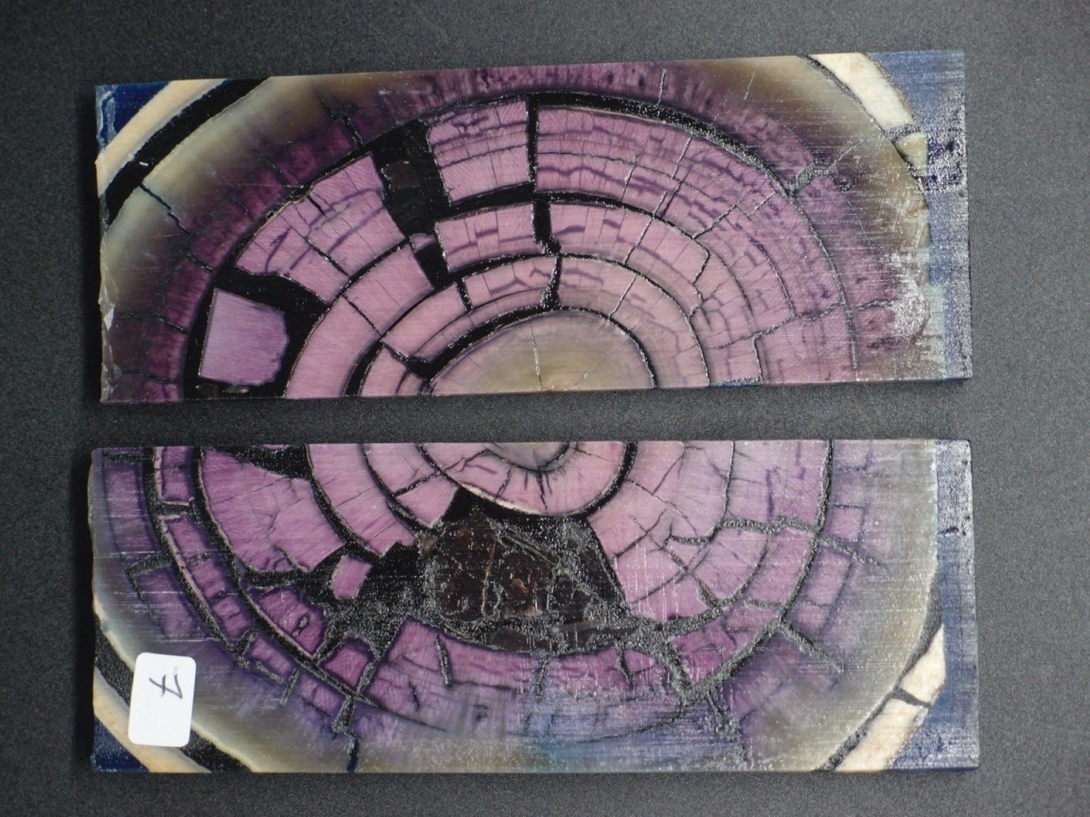 Tranche d’ivoire de mammouth stabilisés