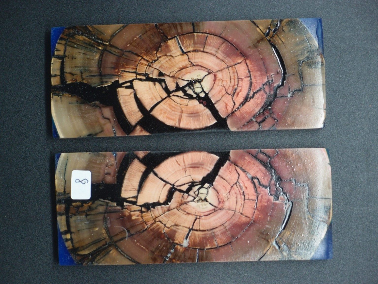 Tranche d’ivoire de mammouth stabilisés