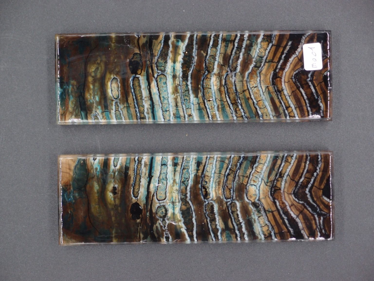 Molaire de mammouth stabilisée