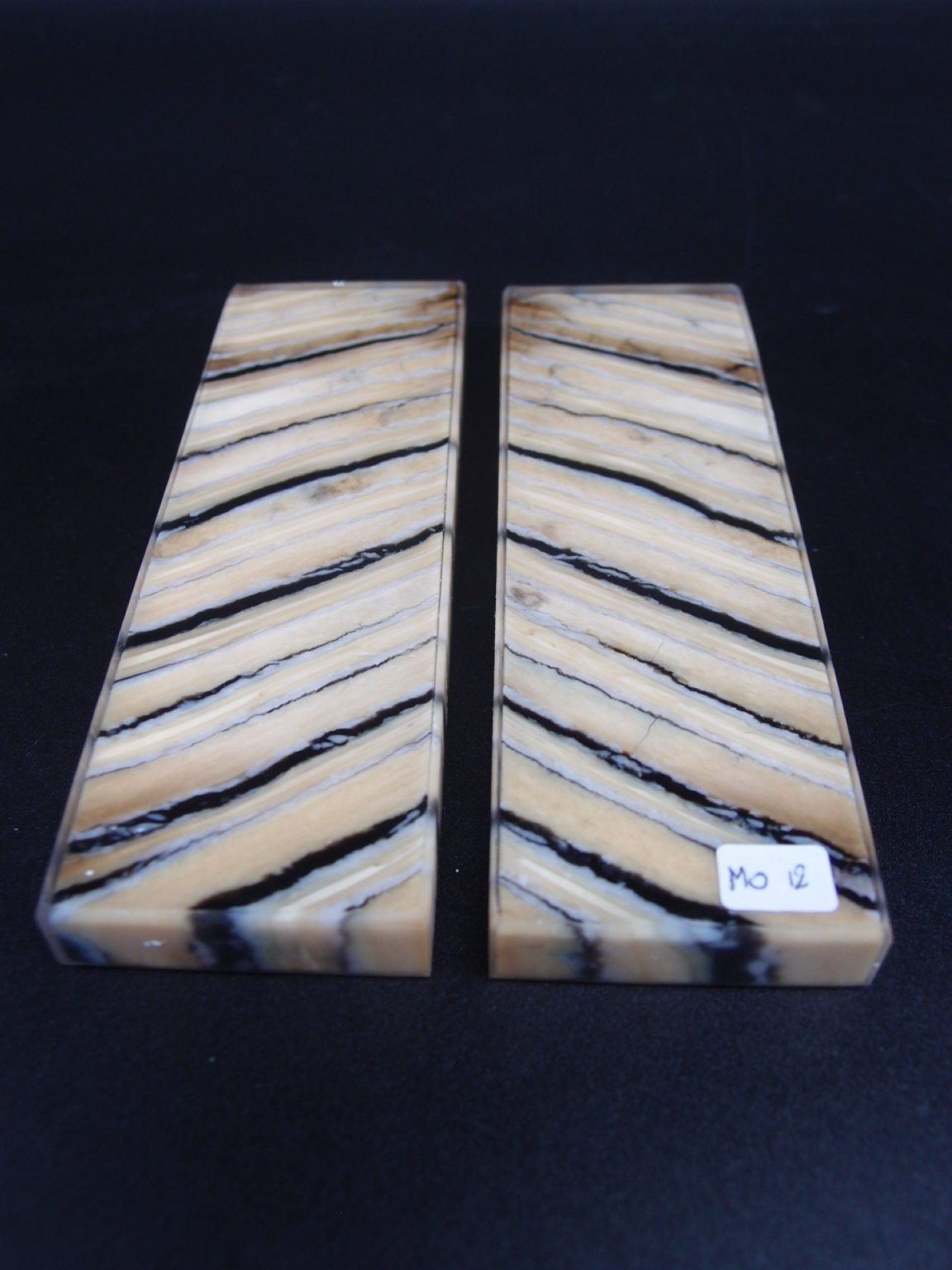 Molaire de mammouth stabilisée