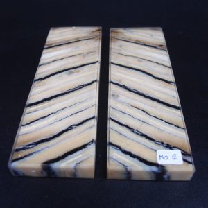 Molaire de mammouth stabilisée