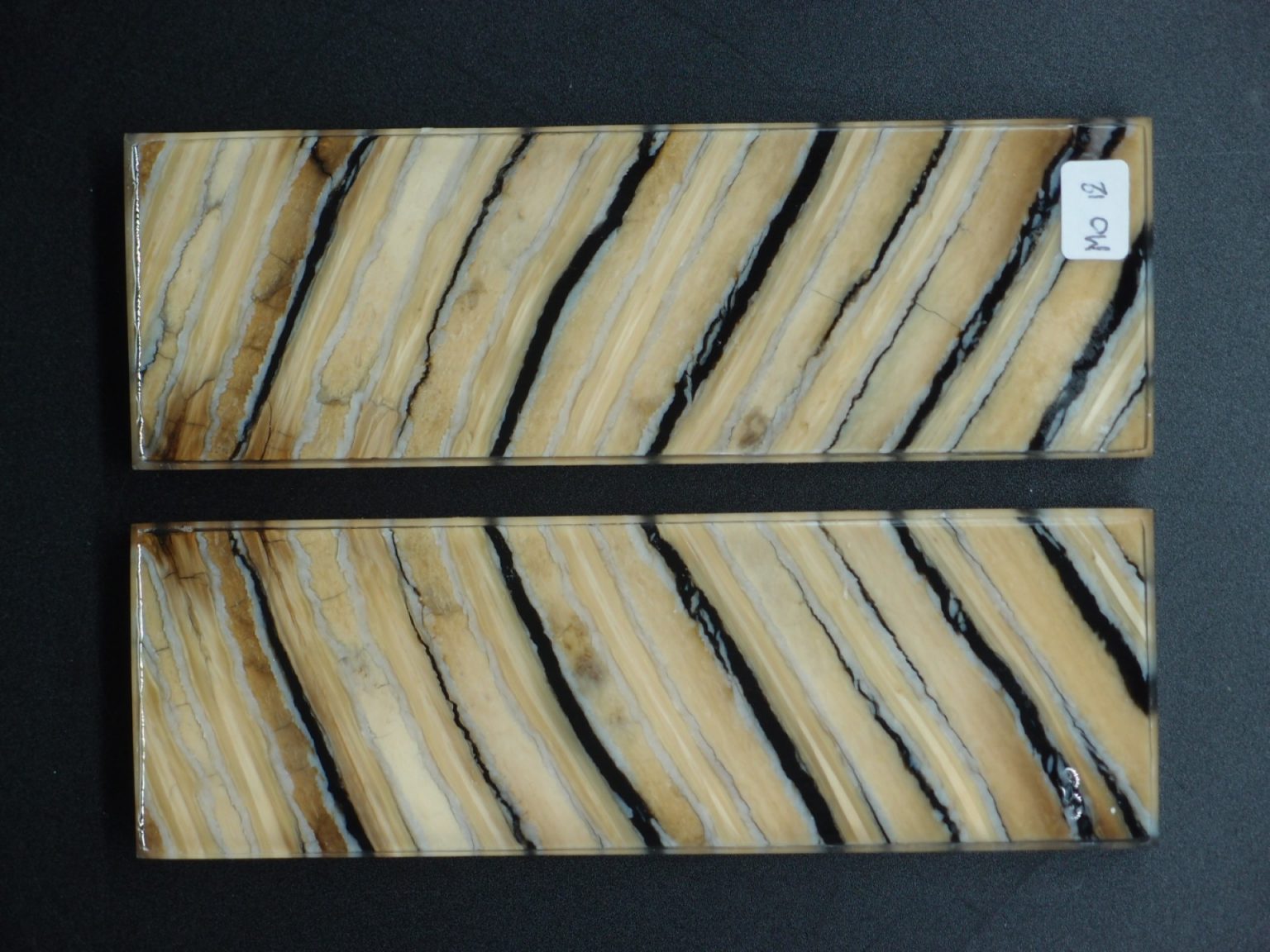 Molaire de mammouth stabilisée