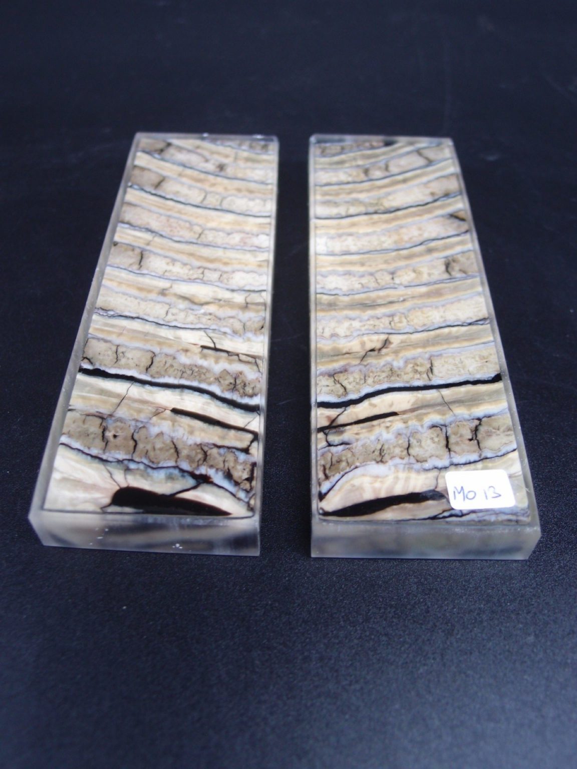 Molaire de mammouth stabilisée