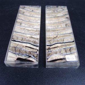 Molaire de mammouth stabilisée