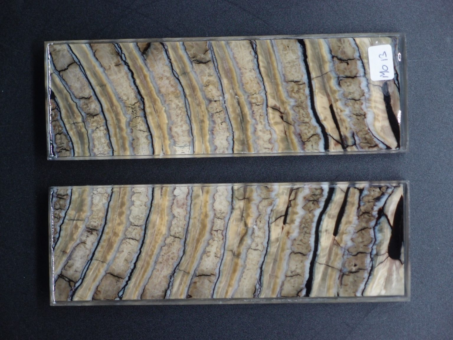 Molaire de mammouth stabilisée