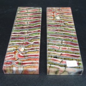 Molaire de mammouth stabilisée