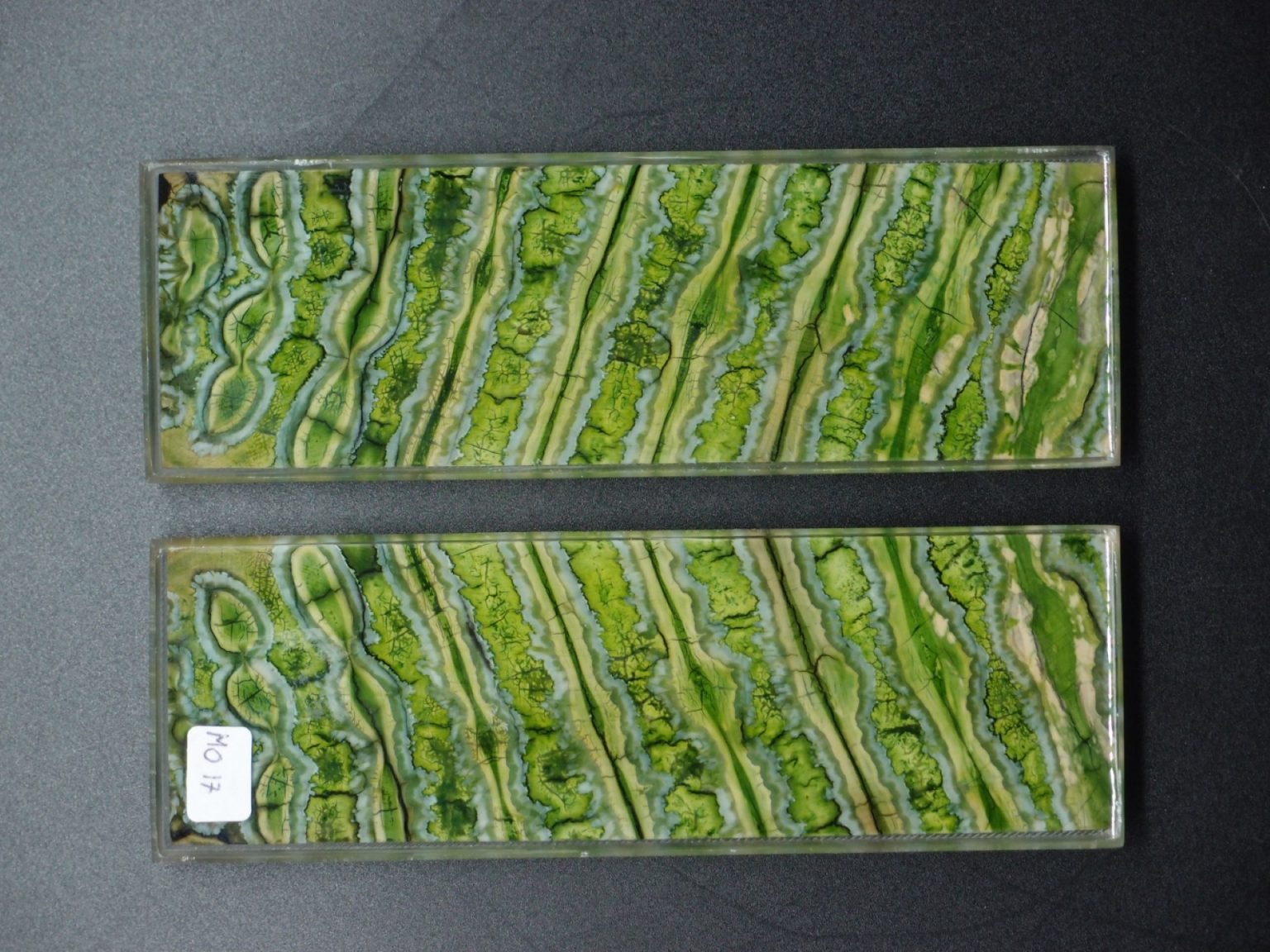 Molaire de mammouth stabilisée