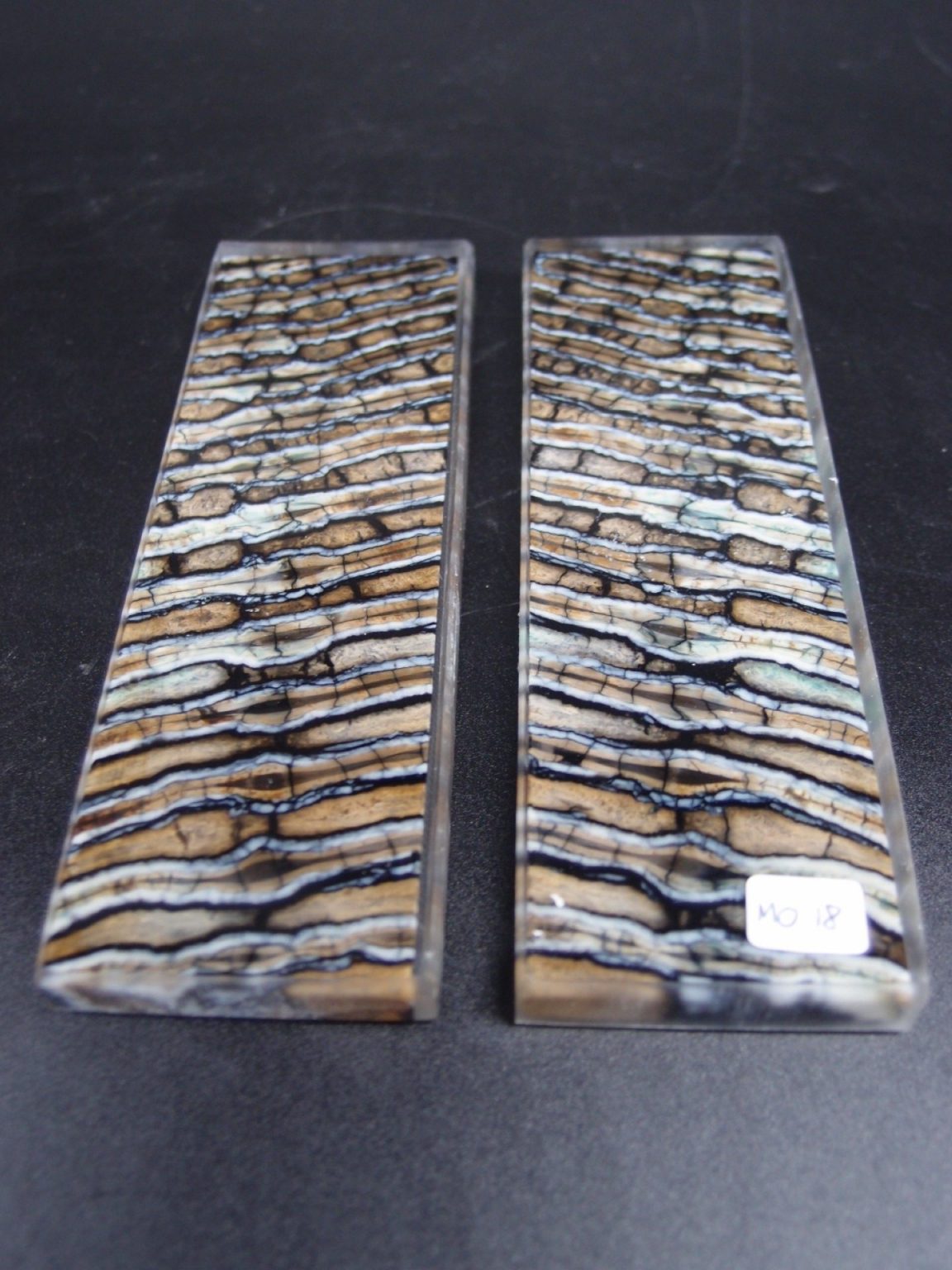 Molaire de mammouth stabilisée