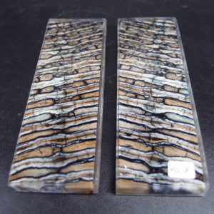 Molaire de mammouth stabilisée