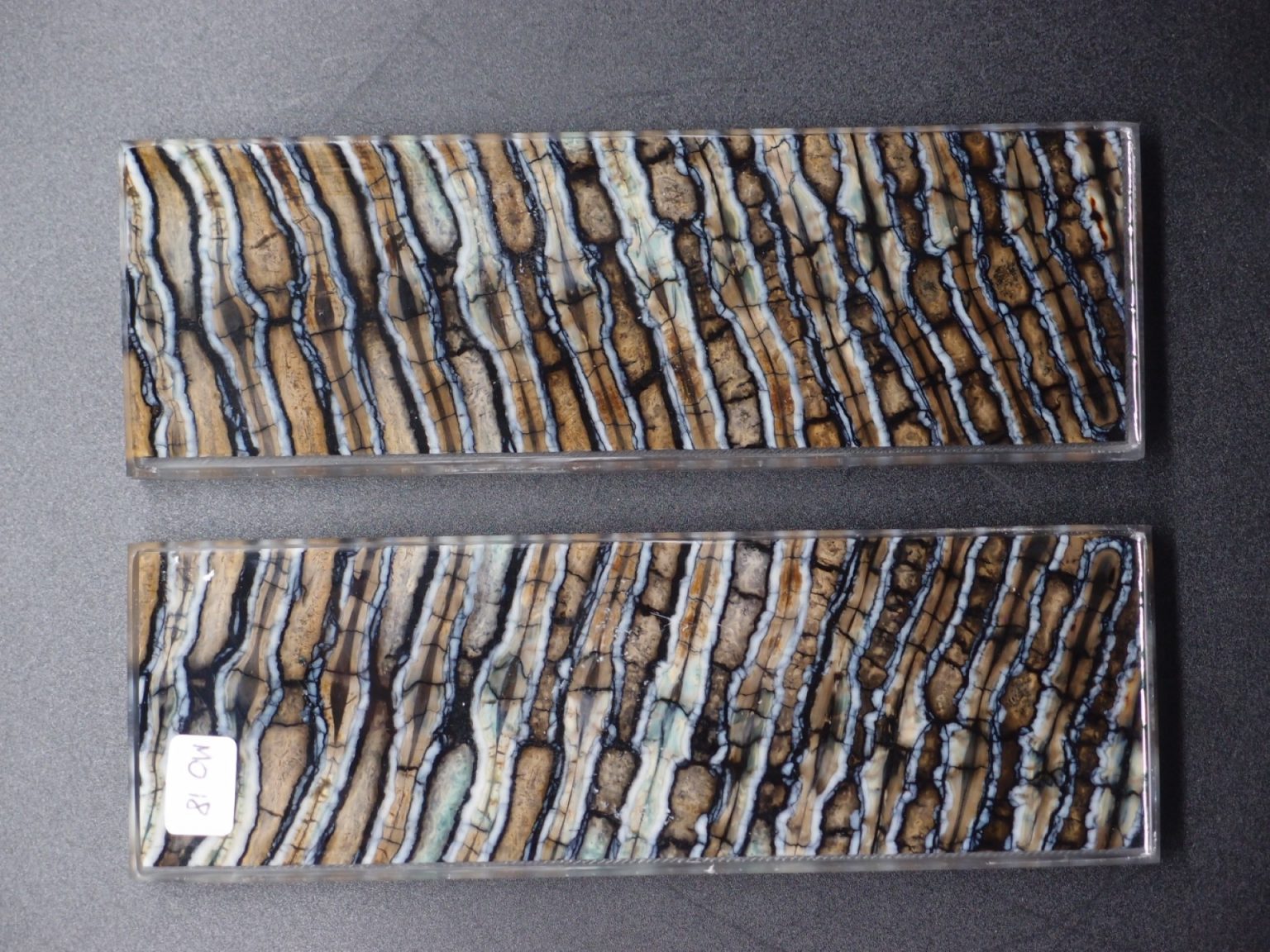 Molaire de mammouth stabilisée