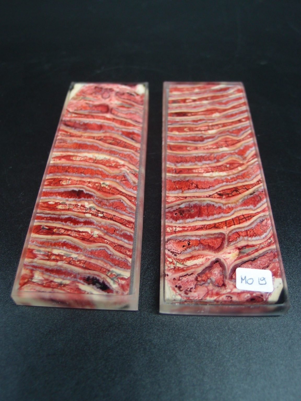 Molaire de mammouth stabilisée