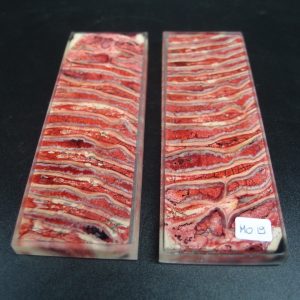 Molaire de mammouth stabilisée