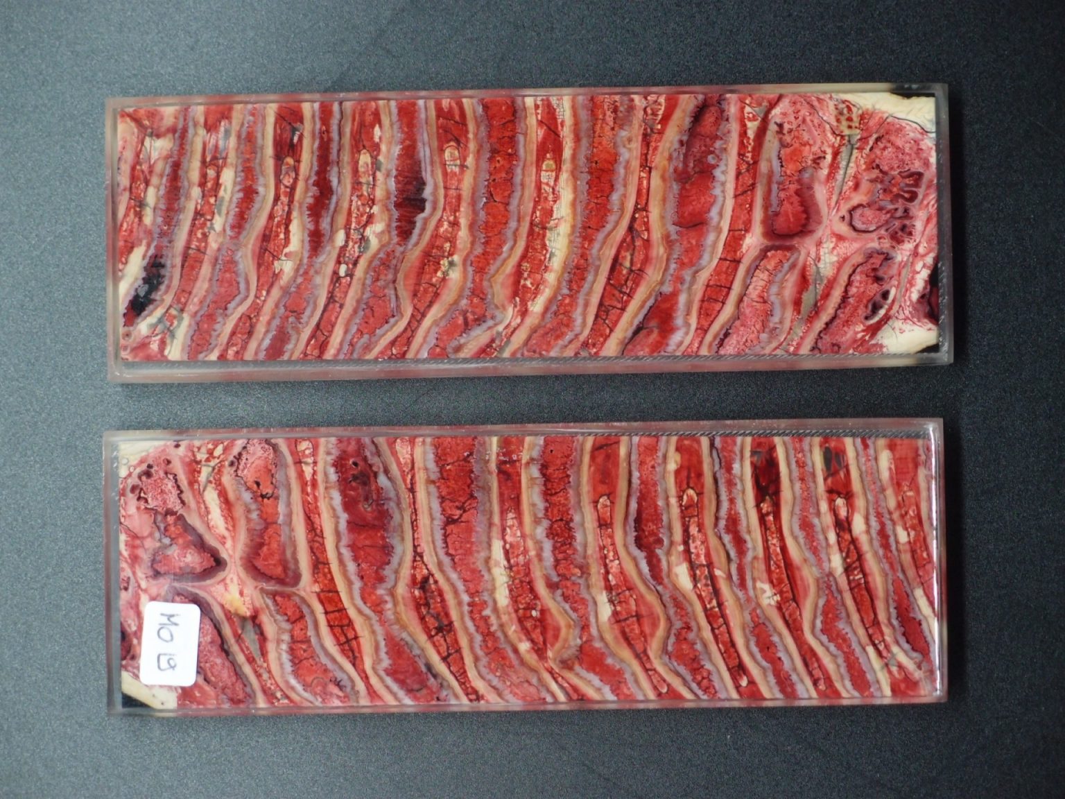 Molaire de mammouth stabilisée