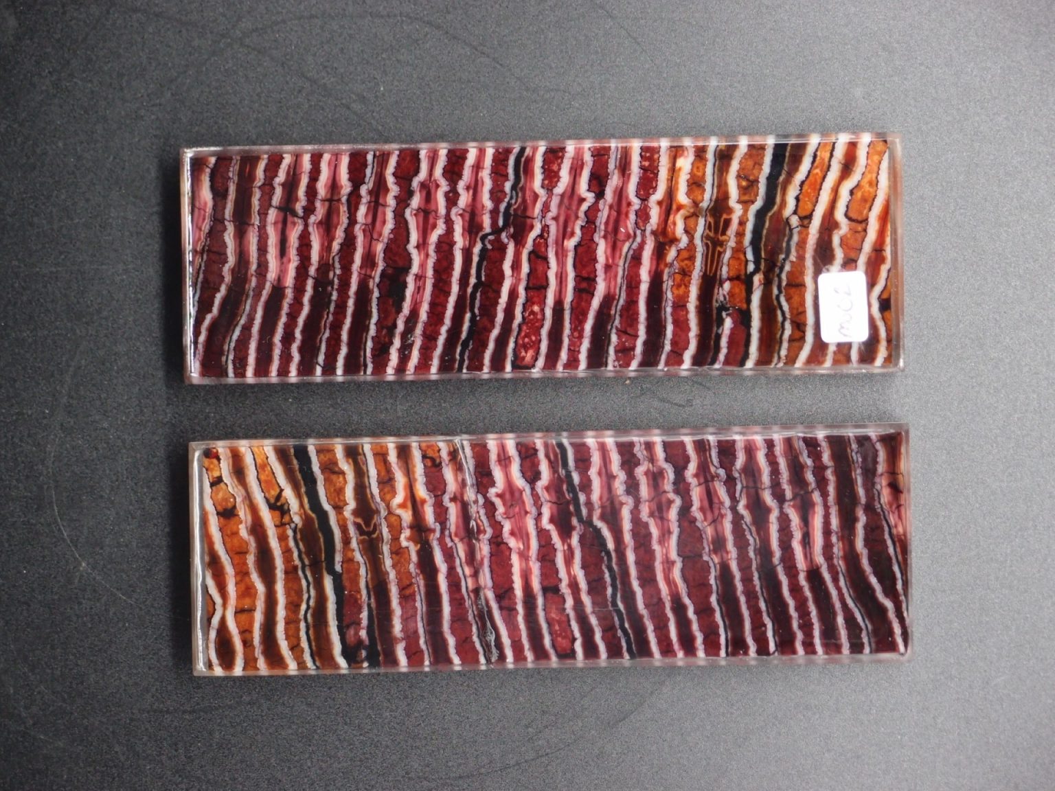 Molaire de mammouth stabilisée