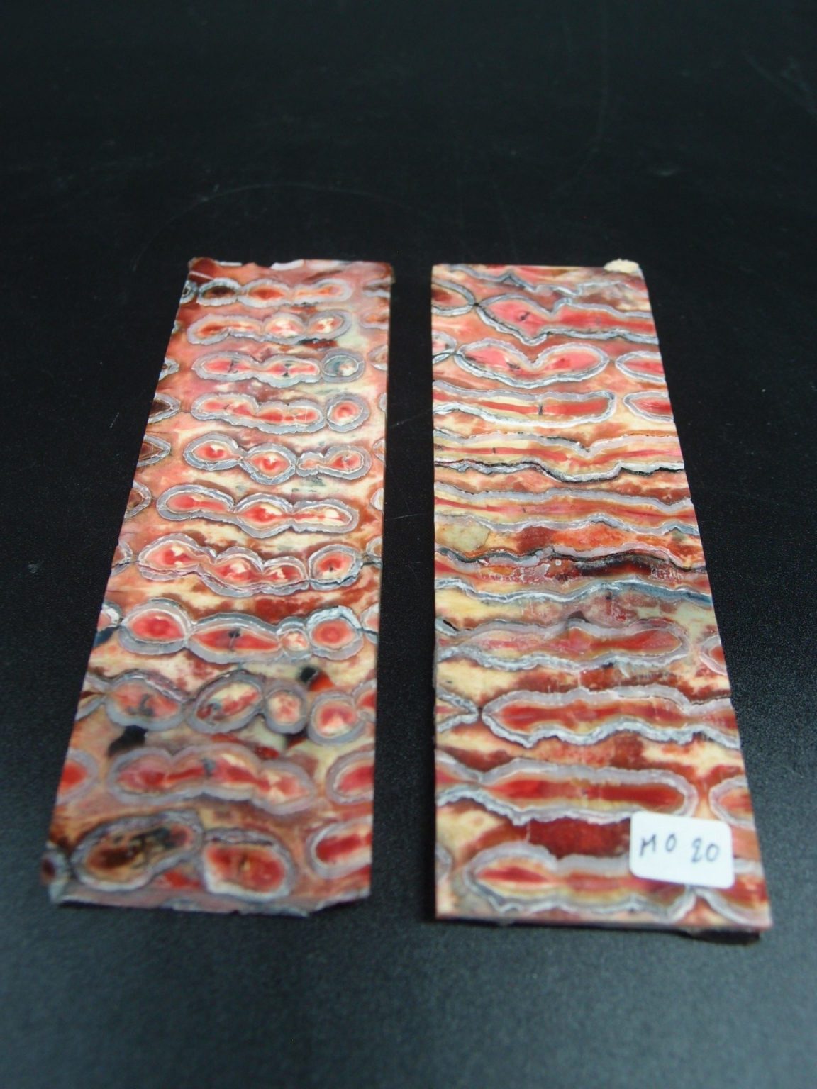 Molaire de mammouth stabilisée