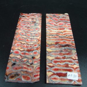 Molaire de mammouth stabilisée