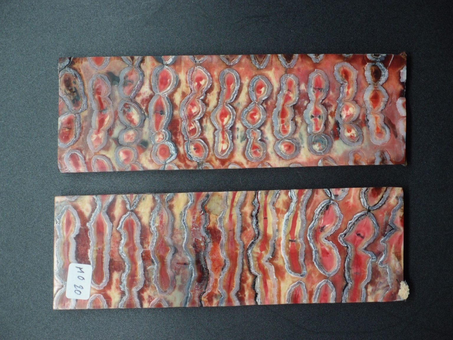 Molaire de mammouth stabilisée