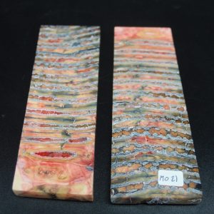 Molaire de mammouth stabilisée